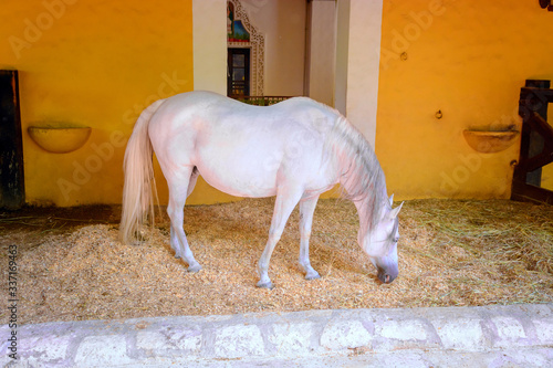 A white horse eating hay in a yellow stable.