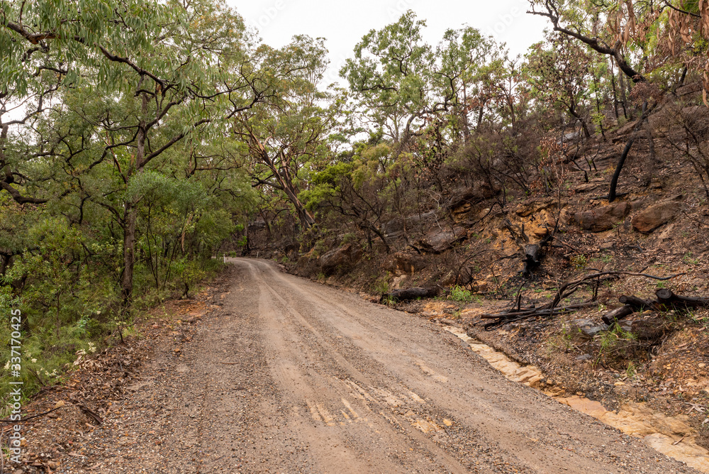 Fototapeta premium dirt road in australia , one side of the road is burnt from bushfires