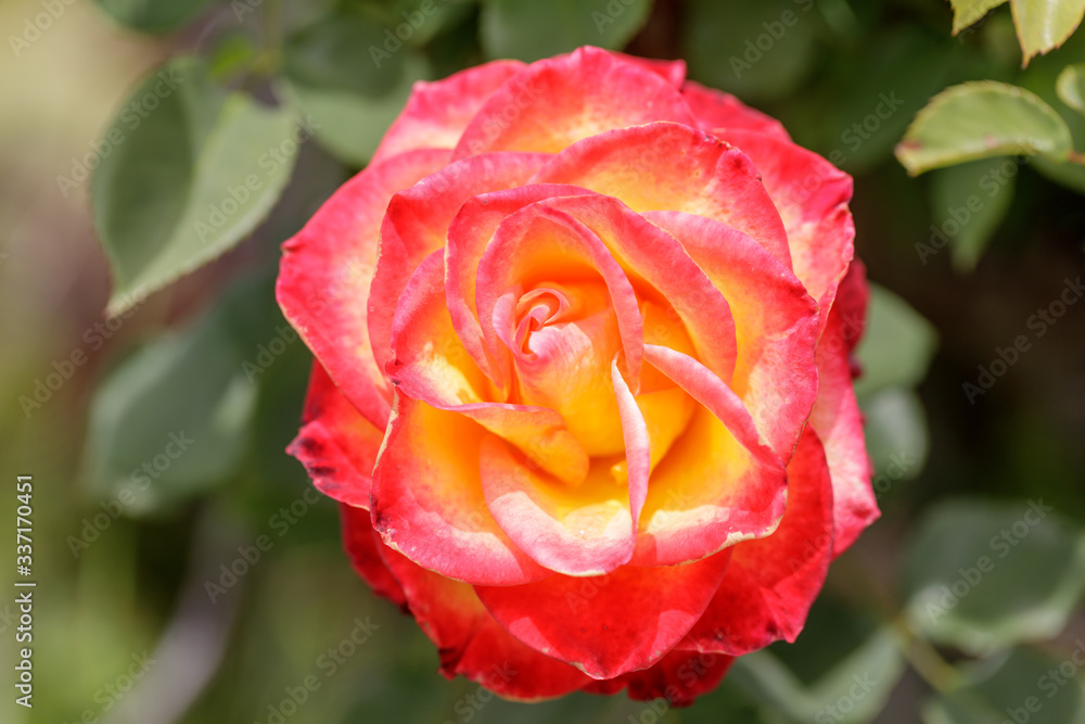 Obraz premium Rose in Bloom at Springtime in Northern California 