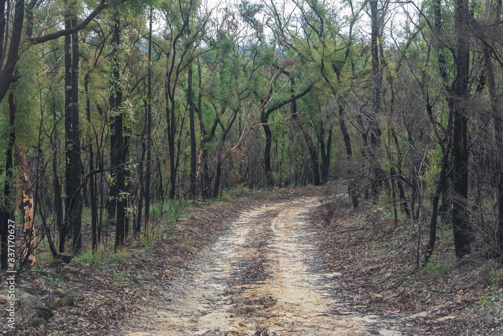 outback australian muddy roads and fire burned trees outback australian muddy roads and fire burned trees