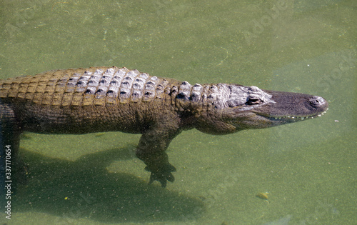 American Alligator swimming in green water in an outdoor habitat