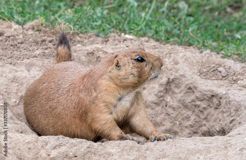 American prairie dog near his tunnel looks around for danger American prairie dog near his tunnel looks around for danger