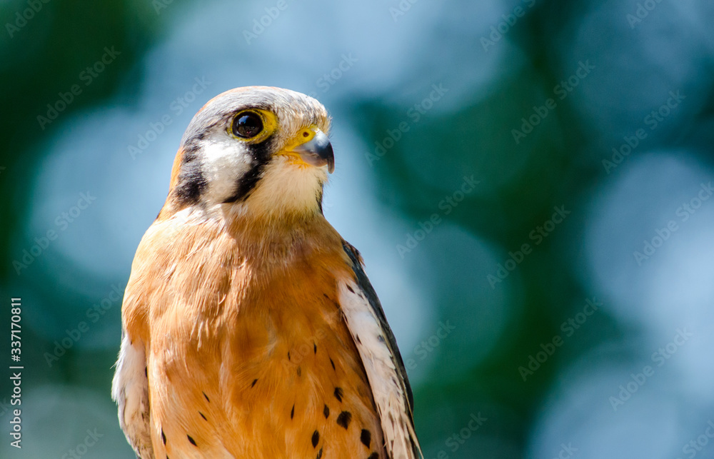 Portrait of an American Kestrel close up against a natural background Portrait of an American Kestrel close up against a natural background