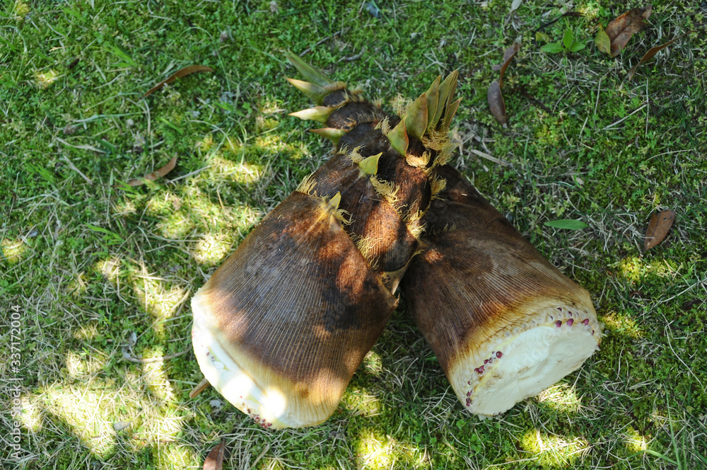 Obraz premium タケノコ