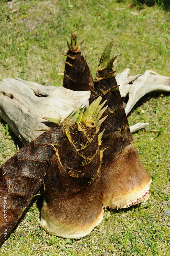 Obraz premium タケノコ