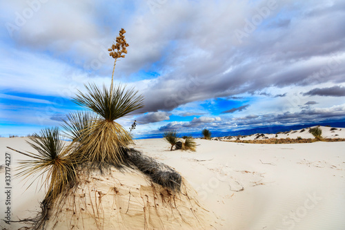 Soaptree Yucca Plant in the Dunes at White Sands National Monument photo