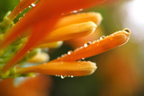 Close-up Of Wet Flowers