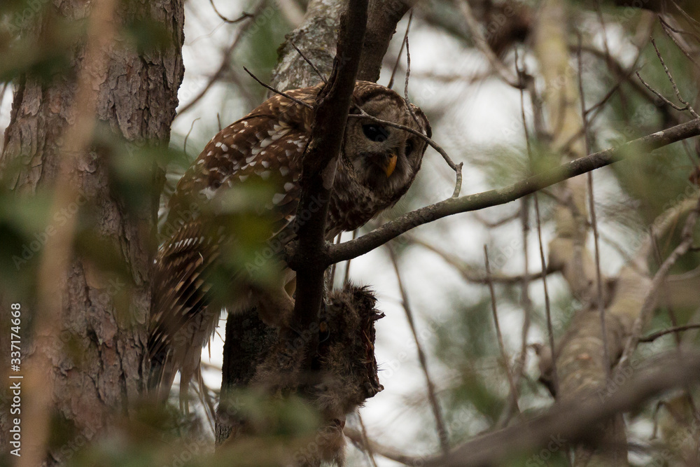 Obraz premium barred owl