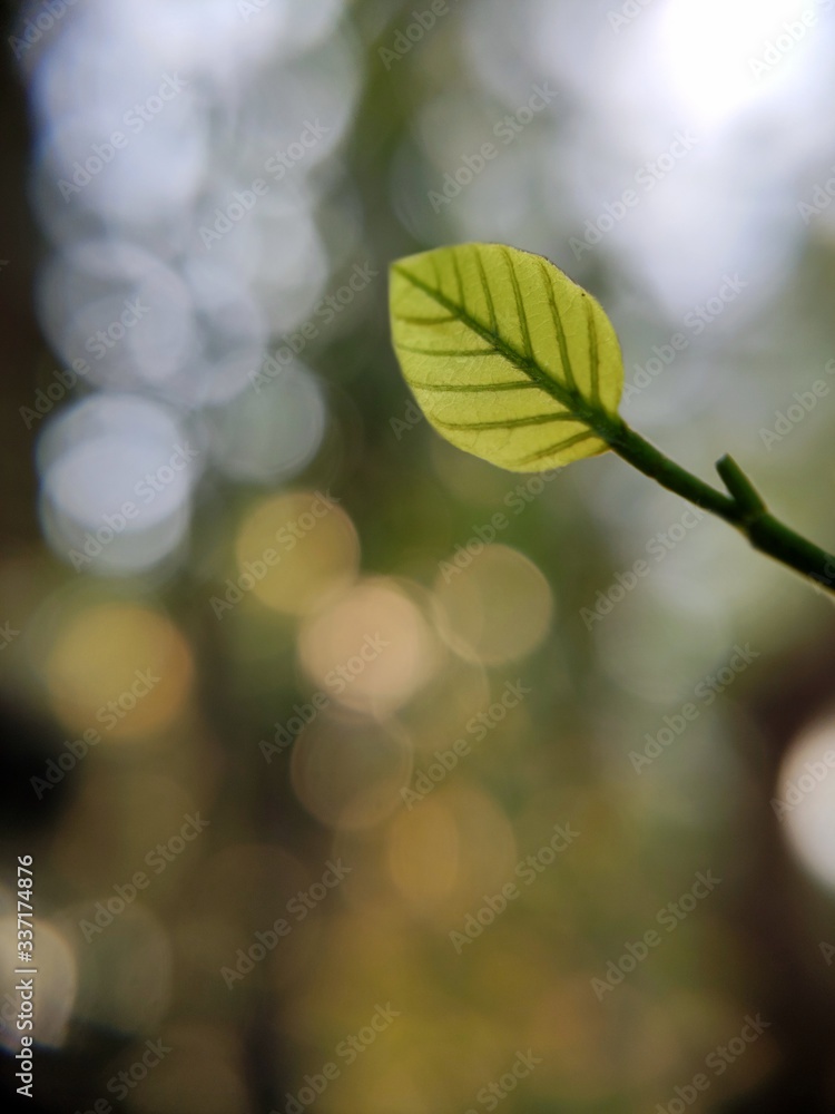 Obraz premium fresh green leaves