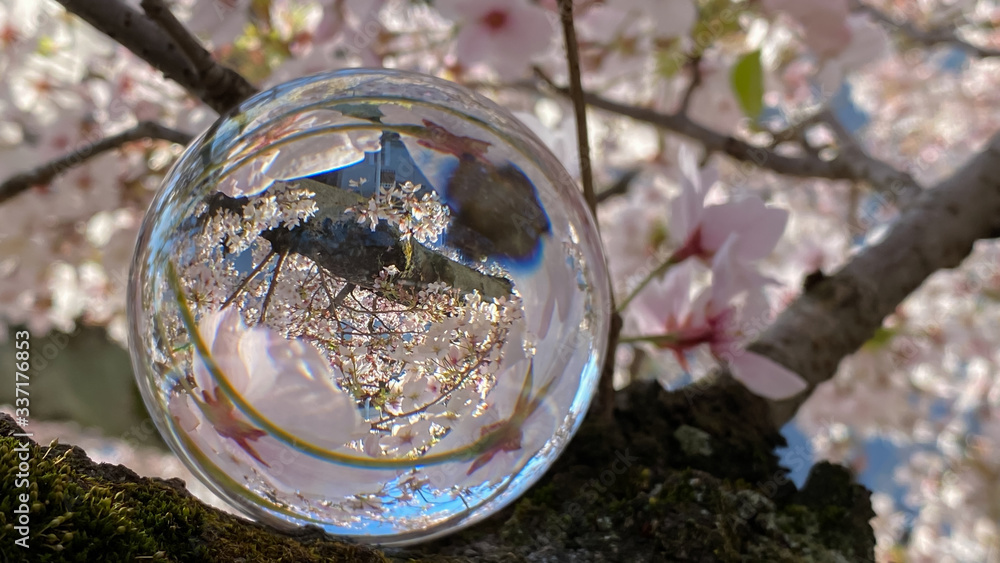 満開の桜の花と透明な水晶ガラスボールの風景 満開の桜の花と透明な水晶ガラスボールの風景