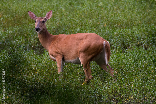 deer at lullwater