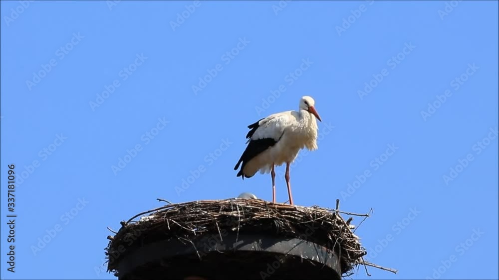 white stork nesting
white stork nesting