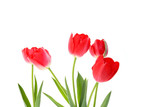 red tulips on a white background. seasonal floral concept