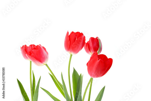 red tulips on a white background. seasonal floral concept