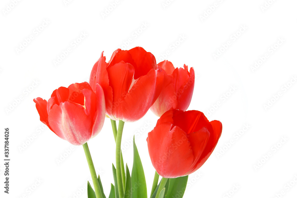 red tulips on a white background. seasonal floral concept red tulips on a white background. seasonal floral concept