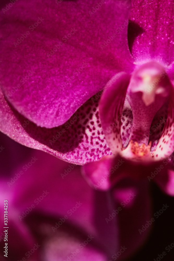 Macro detail of pink orchid flower head.  Orchidaceae.  Phalaenopsis