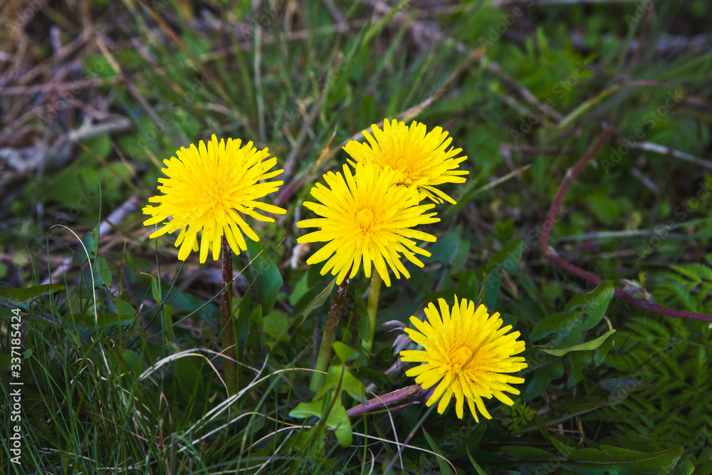 Dandelions growing among the grass; big dandelions bloom as a weed in the lawn Dandelions growing among the grass; big dandelions bloom as a weed in the lawn