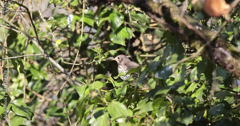 grive musicienne (turdus philomelos) dans le lierre grive musicienne (turdus philomelos) dans le lierre