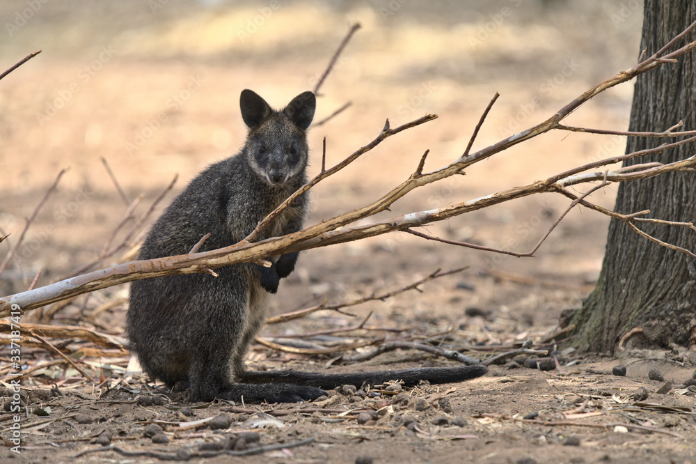 Naklejka premium An Australian wallaby looking at the camera with its tail splayed out in front of it