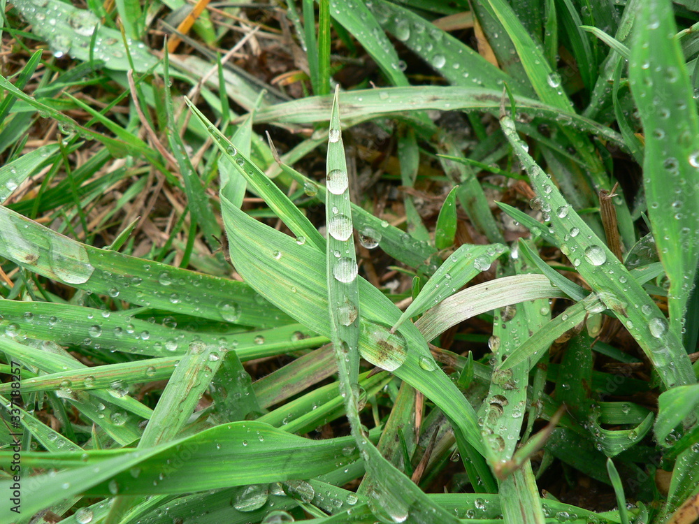 Fototapeta premium green grass with dew