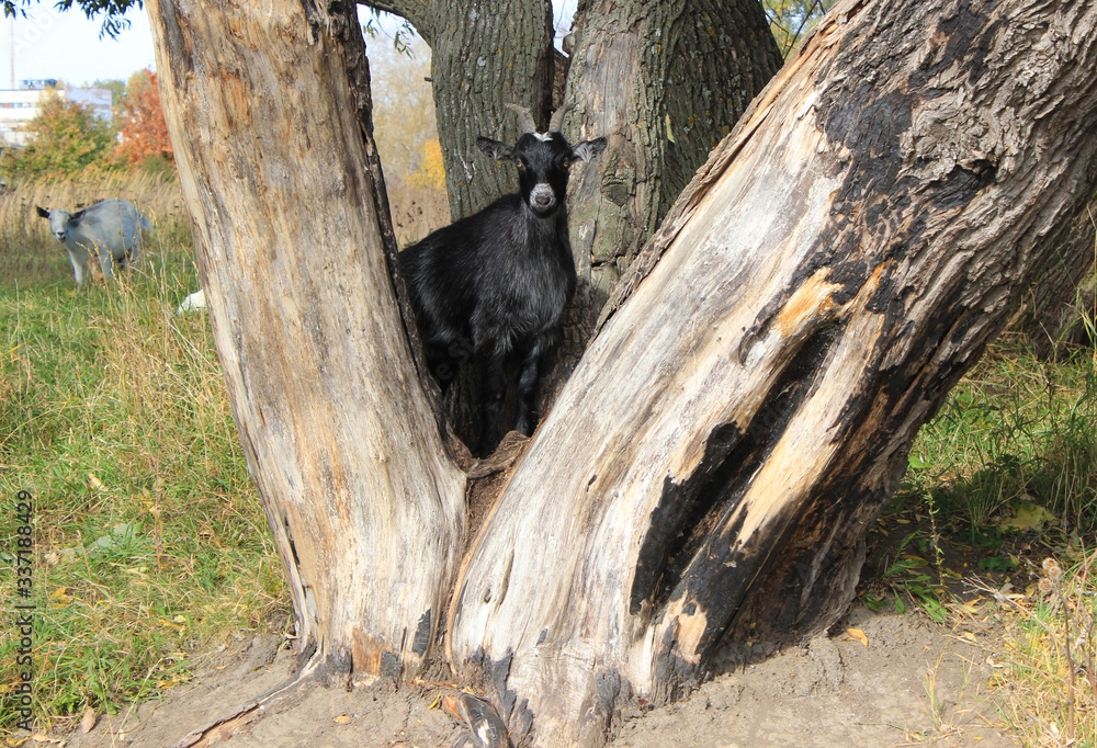 A young black goat has climbed between the trunks of an old tree and is posing for a photo. A young black goat has climbed between the trunks of an old tree and is posing for a photo.