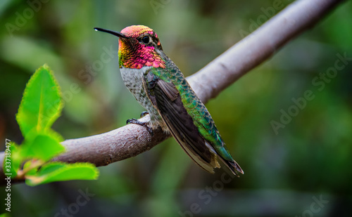 Male Anna's Hummingbird Sitting on a Branch showing Gorget