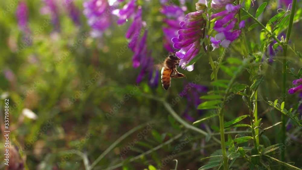 slow motion of honey bee flying in the sunset meadow with purple flowers slow motion of honey bee flying in the sunset meadow with purple flowers