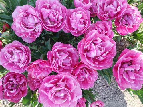 bouquet of pink roses