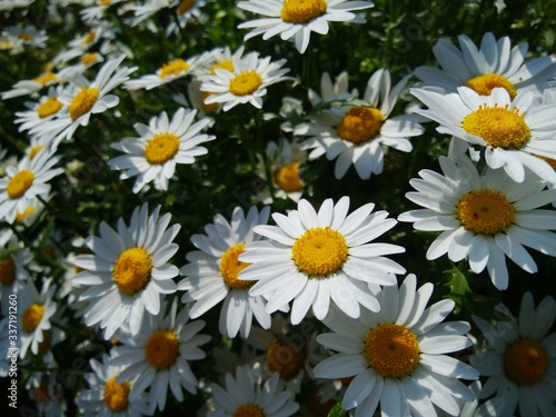 daisies in a garden