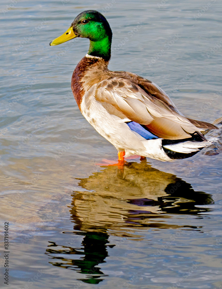 Obraz premium A mallard photographed at Cherry Creek State Park in Colorado.