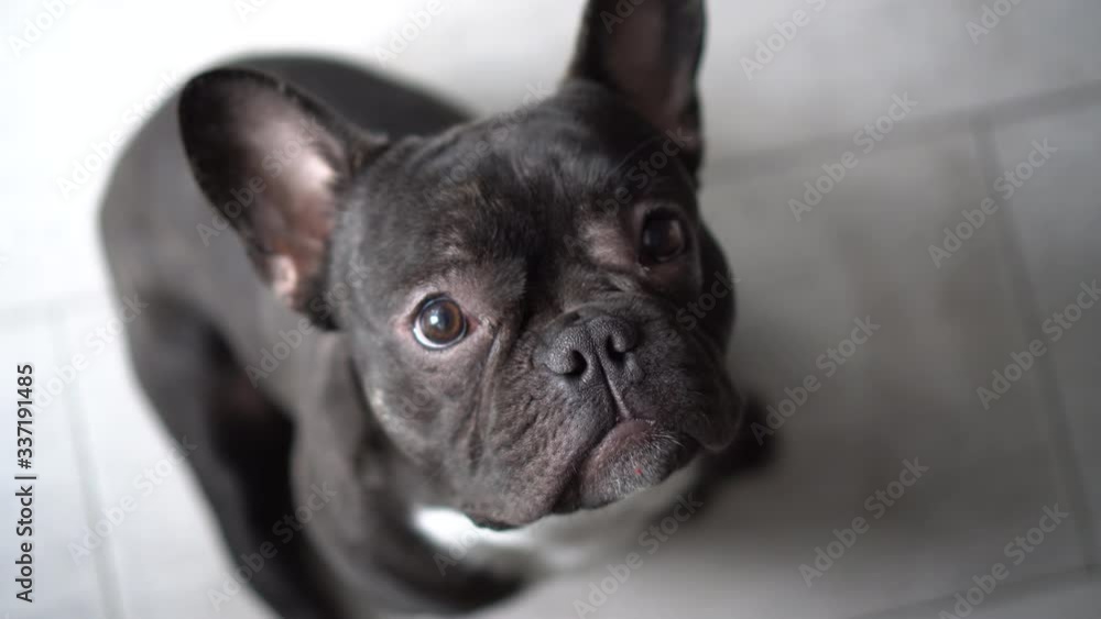 Dog frenchie. French bulldog lifestyle. Frog-dog shape. Dog frenchie. French bulldog lifestyle. Frog-dog shape.