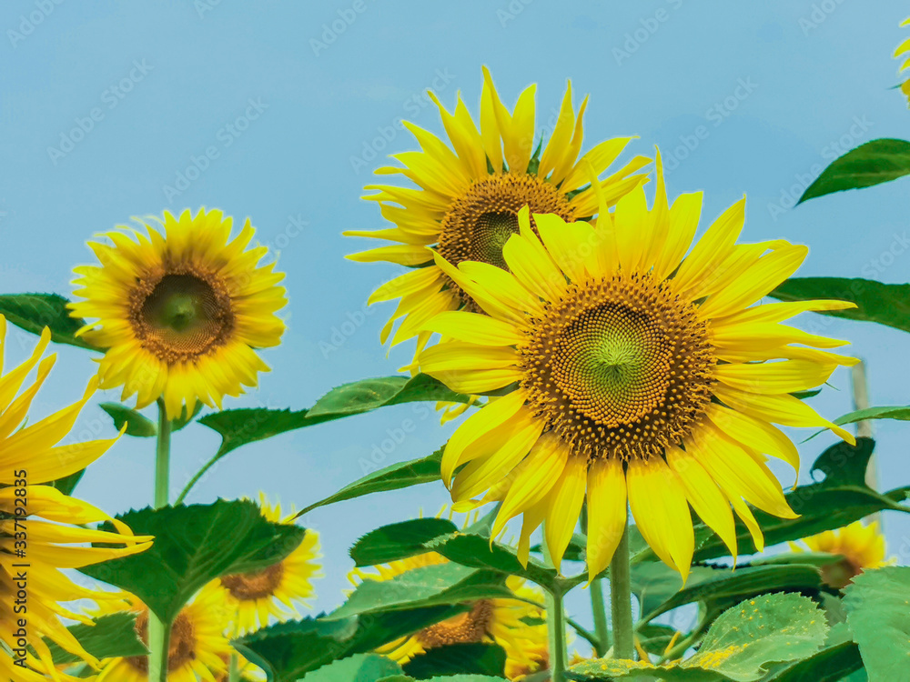 Fototapeta premium Beautiful blooming yellow sunflower