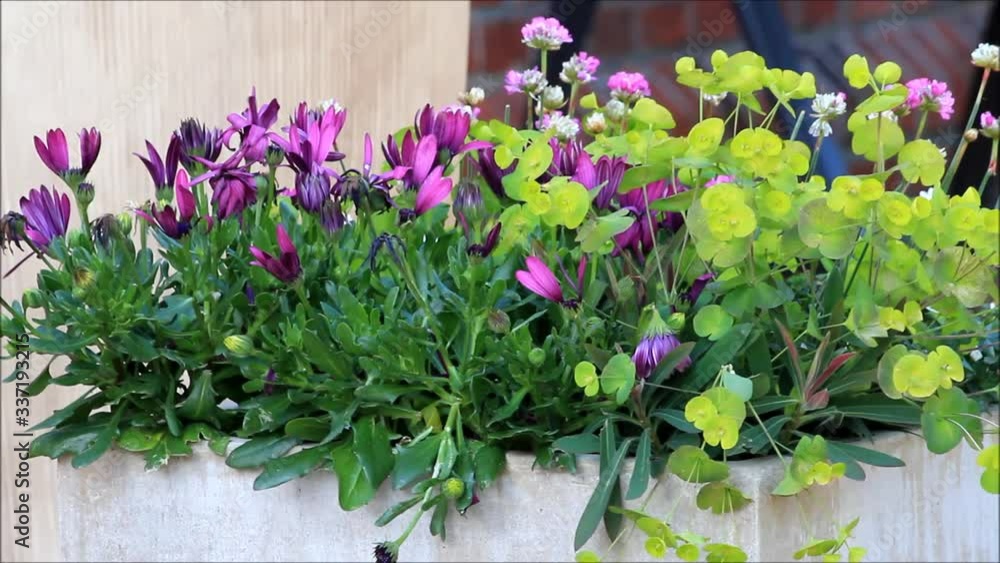 flower arrangement in the garden
flower arrangement in the garden