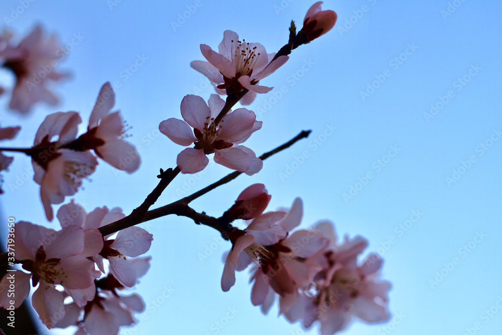 Peach Blossom flowering peach in a sunny day close up Peach Blossom flowering peach in a sunny day close up