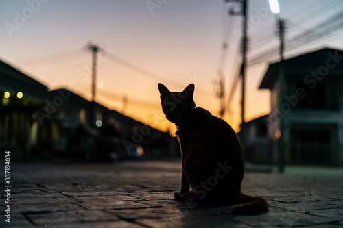 Silhouette front view photo of cat. © marchsirawit