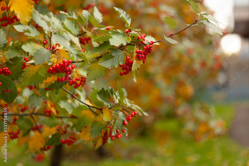 Hawthorn tree in autumn
