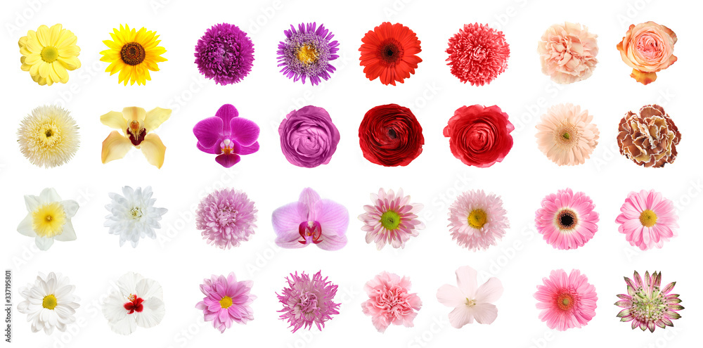 Set of different beautiful flowers on white background. Banner design Set of different beautiful flowers on white background. Banner design