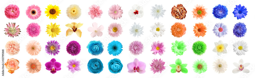 Set of different beautiful flowers on white background. Banner design Set of different beautiful flowers on white background. Banner design
