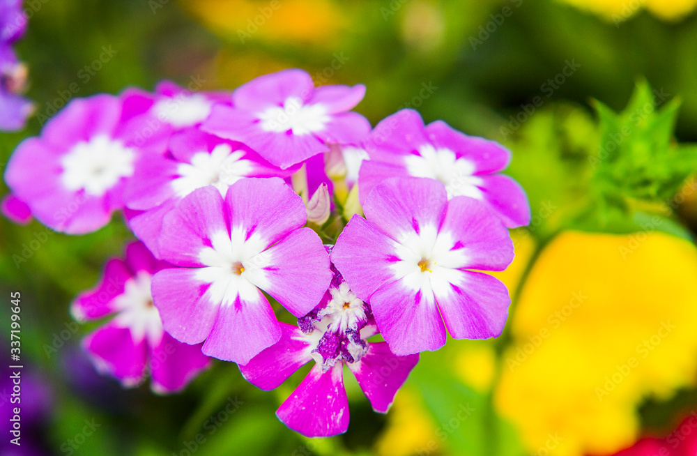 Macro-photography Of Purple Garden Phlox.