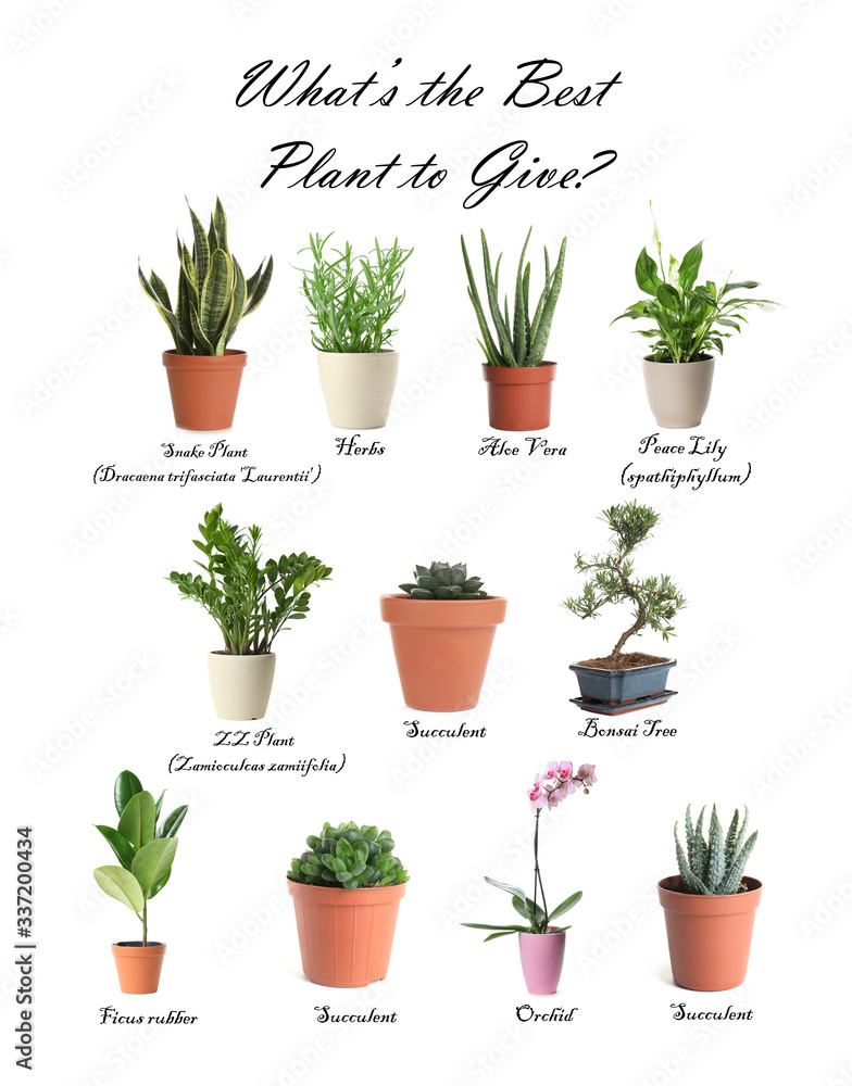 Fototapeta premium Set of different houseplants on white background. Best gifts for plant lovers