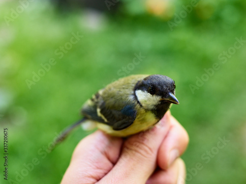 Most seek peace and confidence in the future - a tit in their hands. To succeed in life you need to consciously take risks, dream and achieve what you dream about © ASHarchenko