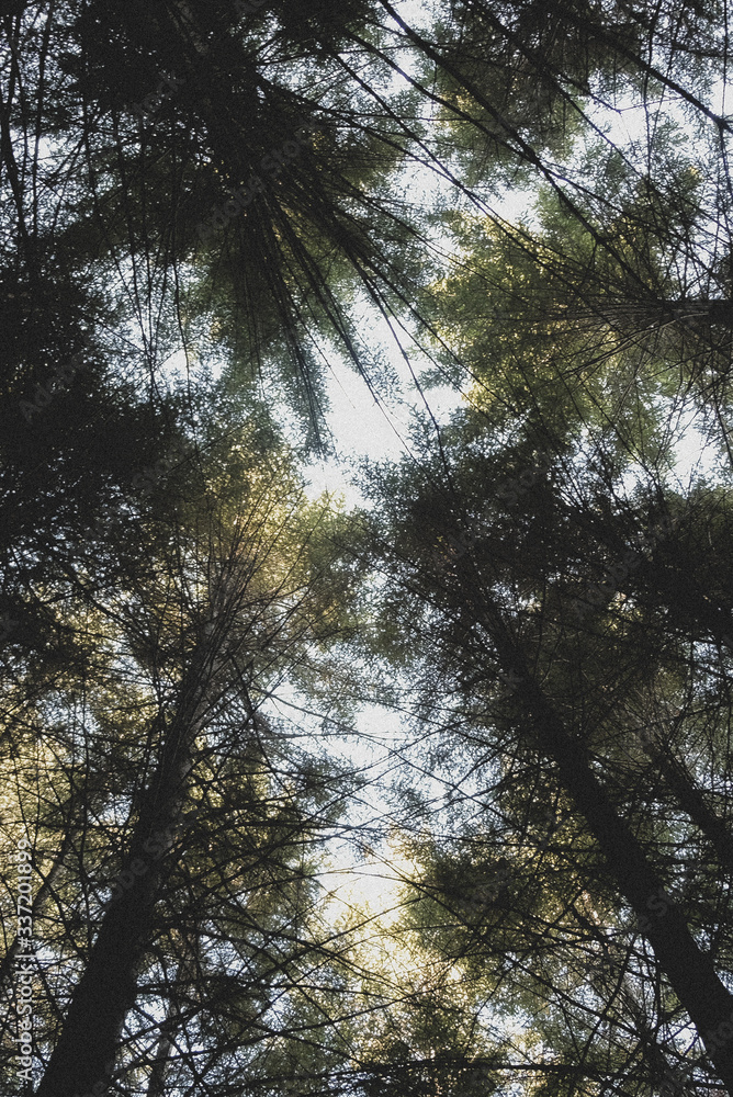 Obraz premium Looking up Forest