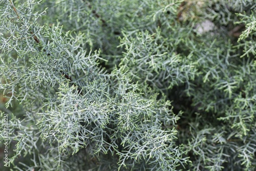 Arizona cypress (Cupressus arizonica) 'Blue Ice' / Cupressaceae evergreen conifer tall tree.