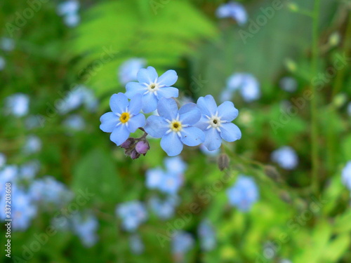 forget-me-nots  small blue flowers