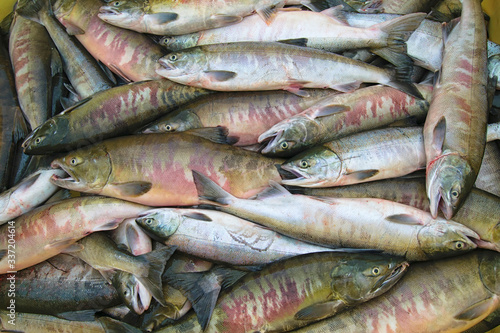 Fresh catch of chum salmon ( Oncorhynchus keta ). Amur river. Khabarovsk region, far East, Russia. 