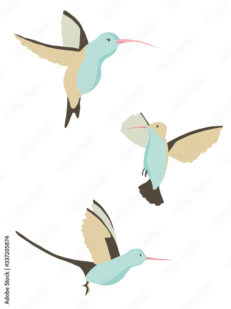 Obraz premium Vector set of three different isolated hummingbirds suitable for fabric, paper or web background design