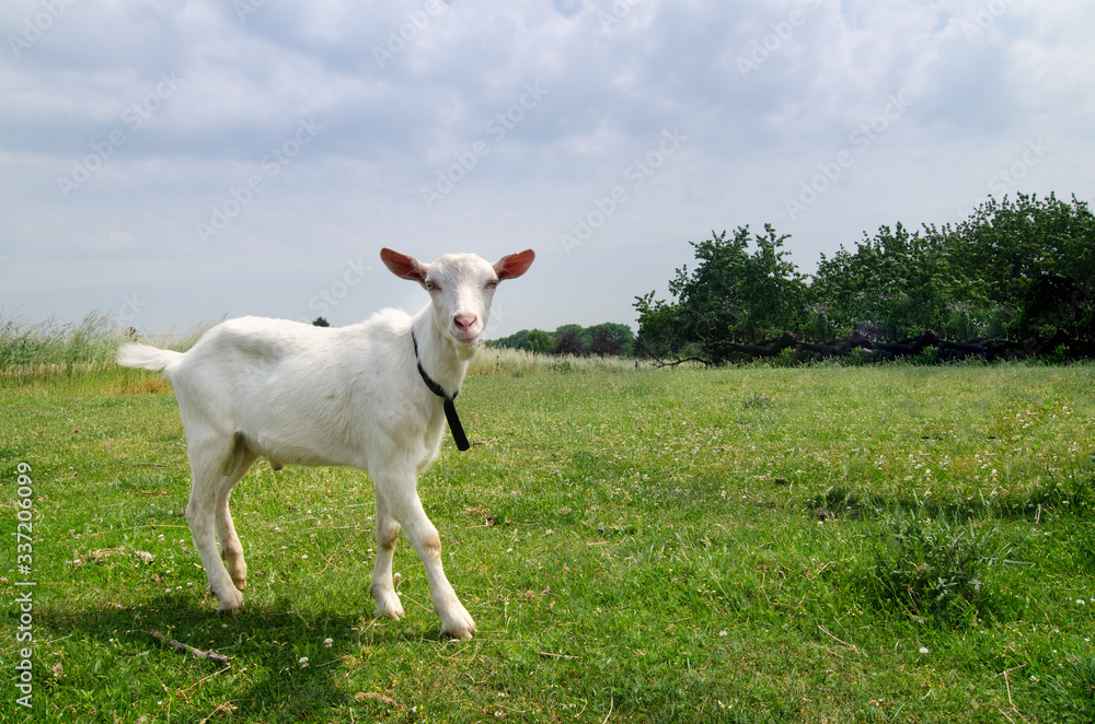 Fototapeta premium young white goat on green meadow