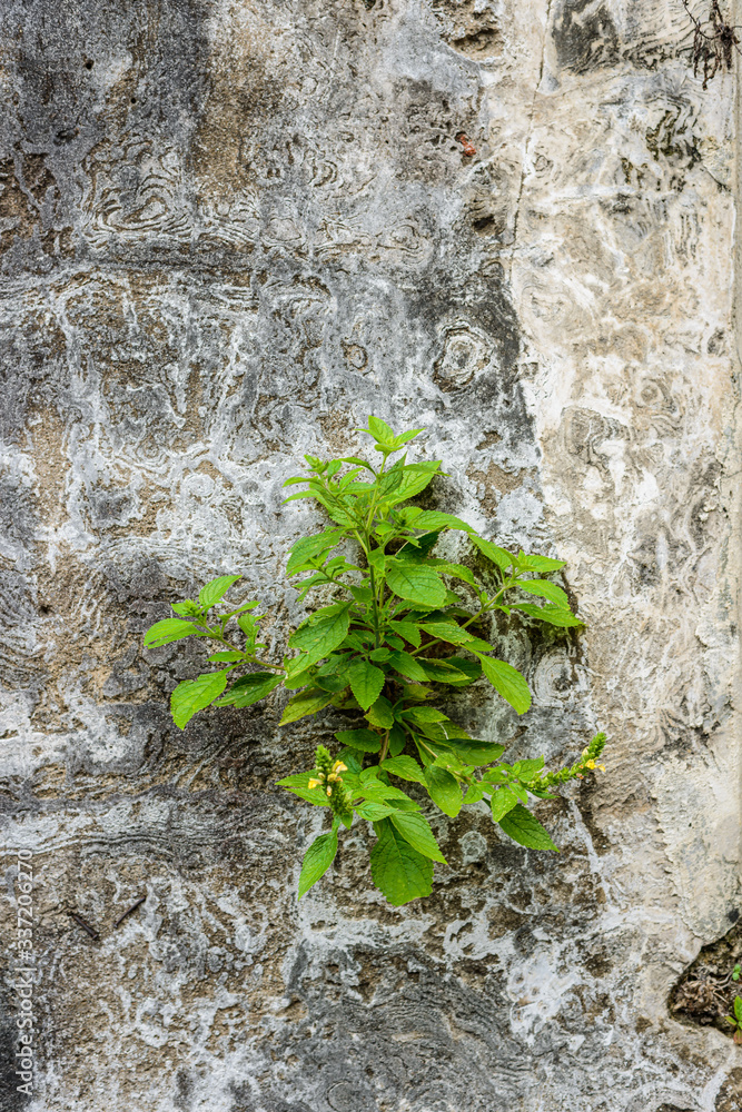 Little plants on old ruins brick wall with concrete cracked Little plants on old ruins brick wall with concrete cracked