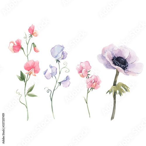 Beautiful vector watercolor floral set with anemone and sweet pea flowers. Stock illustration.