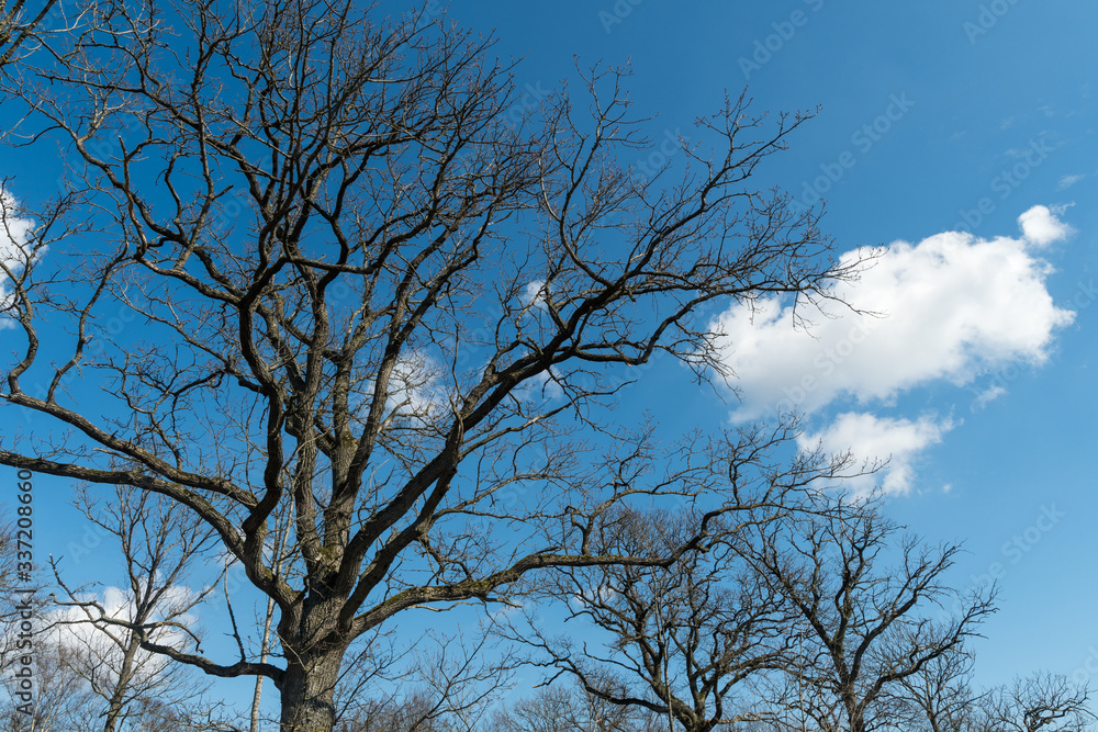 Bare oak trees by a blue sky